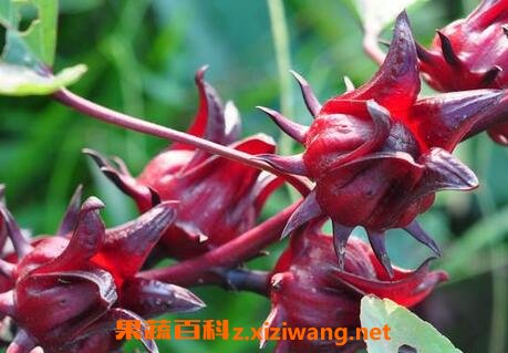 ���񻨵Ĺ�Ч�����ü�����