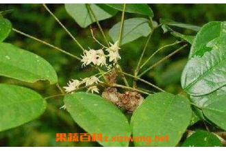 ��ҩţ�ٵĹ�Ч������ ţ�ٵĽ���