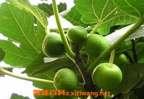 �޻���Ҷ��ҩ�ù�Ч������