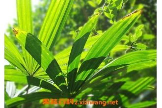 ����Ҷ��ҩ�ü�ֵ ����Ҷ��ҩ�ù�Ч