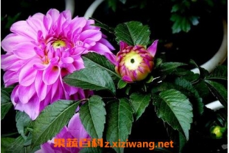 �Ͼջ�Ҷ�Ĺ�Ч������ �Ͼջ�Ҷ��ʹ�ý���