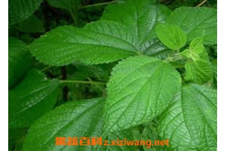 ����Ҷ�Ĺ�Ч������ ����Ҷ��ҩ�ü�ֵ