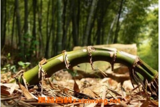 ���Ӹ��Ĺ�Ч������ ���Ӹ�����;