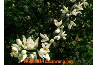 ���黨�Ĺ�Ч������ ���黨��ʹ�ý���
