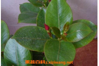�¼���Ҷ�Ĺ�Ч������ �¼���Ҷ��ʳ�÷���