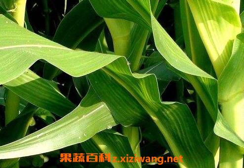 ����Ҷ��Ӫ����ֵ����Ч������