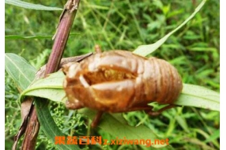 ��ҩ֪�˿ǵ����� ֪�˿ǵ�ҩ�ù�Ч