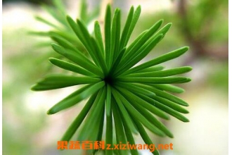 ����Ҷ�Ĺ�Ч������