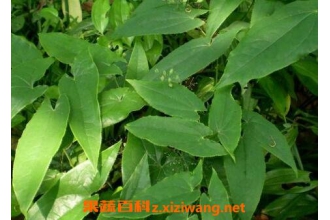 ����޽Ҷ�Ĺ�Ч ����޽�ĸ���Ҷ�Ĺ�Чһ����