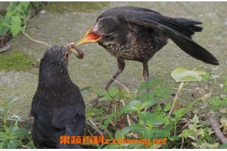 Ұ��������Ӫ����ֵ