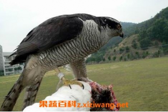 Ұ����ӥ���ҩ�ü�ֵ