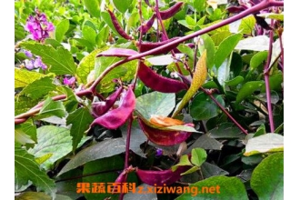 �ϱⶹ����ô���� �ϱⶹ�����Ʒ�������