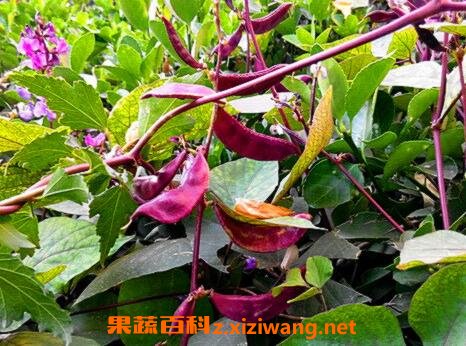 �ϱⶹ����ô����