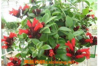 �ں���������ֳ �ں��������ֳ����