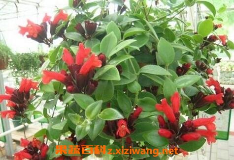 �ں��������ֳ����