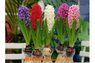 �����ӵ���ֳ������ע������