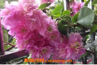 �ذ�����÷�����ֳ �ذ�����÷����ֳ����