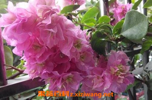 �ذ�����÷����ֳ����