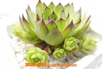 ֲ�����������ֳ������ע������