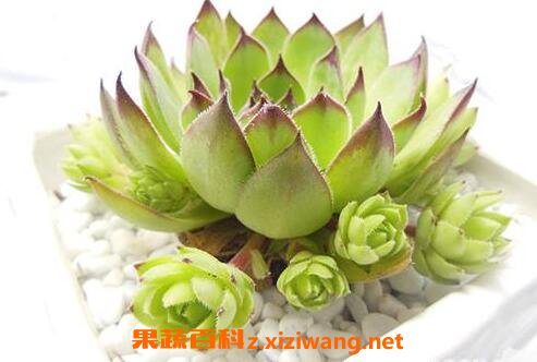 ֲ�����������ֳ������ע������