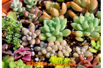 ֲ��С������ô��ֳ С������ֳ��������