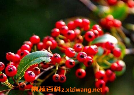 Ұ���ѵ������빦Ч