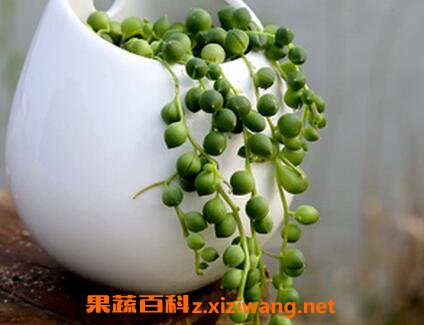 ֲ��������ֳ����