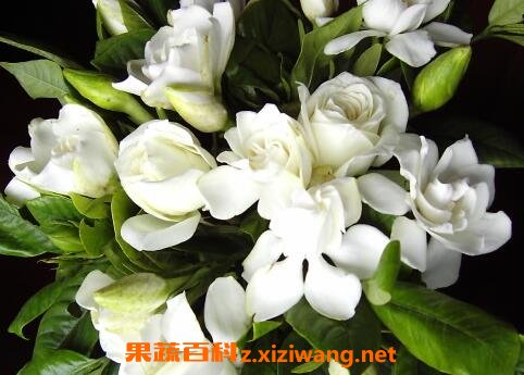 ���ӻ���ֳ������ע������