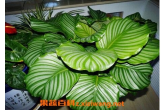 ԲҶ���������ֳ ԲҶ�������ֳ����