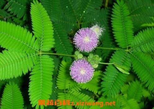 ���߲ݵ���ֳ����
