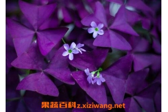 ��Ҷ��������ô���� ��Ҷ��������ô��ֳ