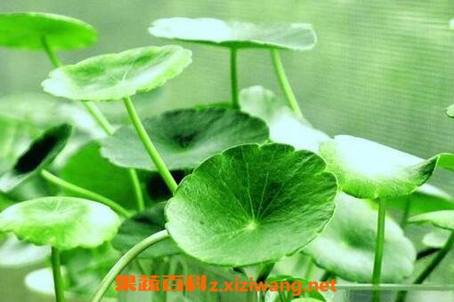 ͭǮ����ô��