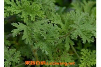 ������ݵ���ֲ���� ���ò�������ֳ