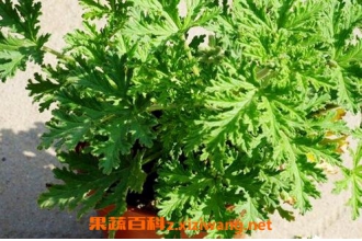���òݵ���ֳ������ע������