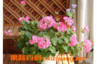 ���ÿ�����ֳ������ע������