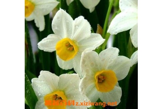 ˮ�ɻ�����ֳ���� ��ֳˮ�ɻ���ע������