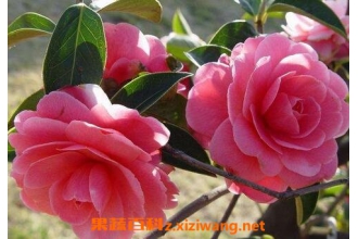 ����ɽ�軨����ֳ����