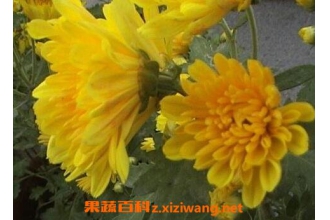 ���¾ջ������ ���¾ջ�����ֳ����