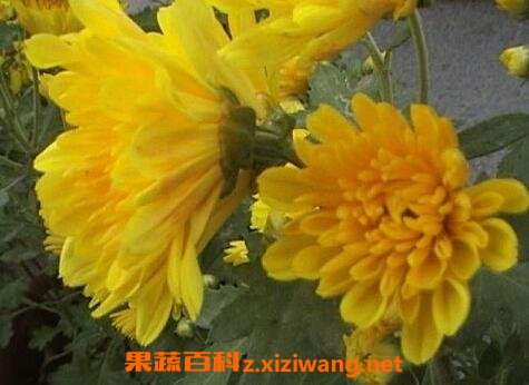 ���¾ջ�����ֳ����