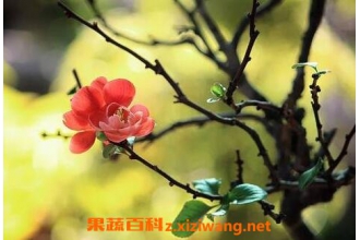 ����÷�����ֳ ����÷����ֳ����