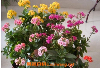 ���ٻ�����ֳ������ע������