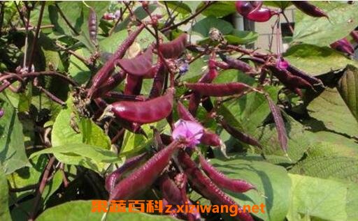 �ϱⶹ���ܺ�ʲôһ���