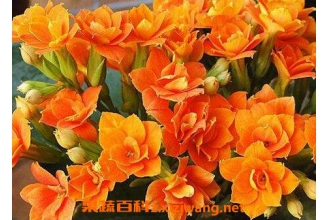 ���ٻ�ˮ����ֳ������ע������