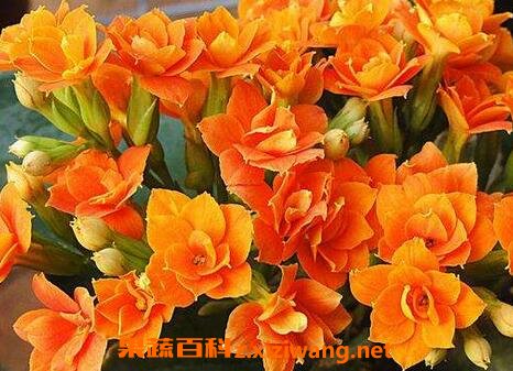 ���ٻ�ˮ����ֳ������ע������