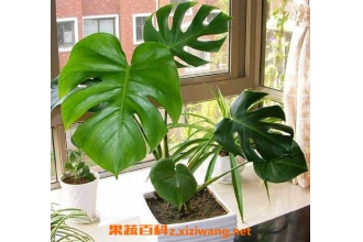 �걳�����ֳ������ע������