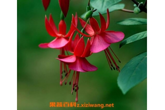 ���ҽ��������ֳ ���ҽ��ӵ���ֳ��������