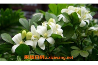�����������ֳ �������������ֳ����