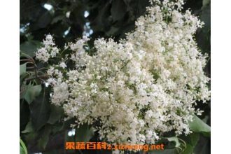 ����ѩ�����ֳ ��������ѩ����ֳ����