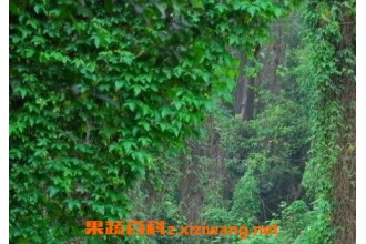 �����ٵ���ֳ������ע������