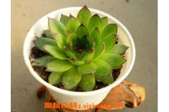 �����������ֳ ��������������ֳ����